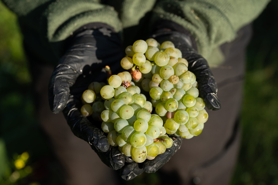 In Sachsen wird auf 488 Hektar Wein angebaut. (Symbolbild)