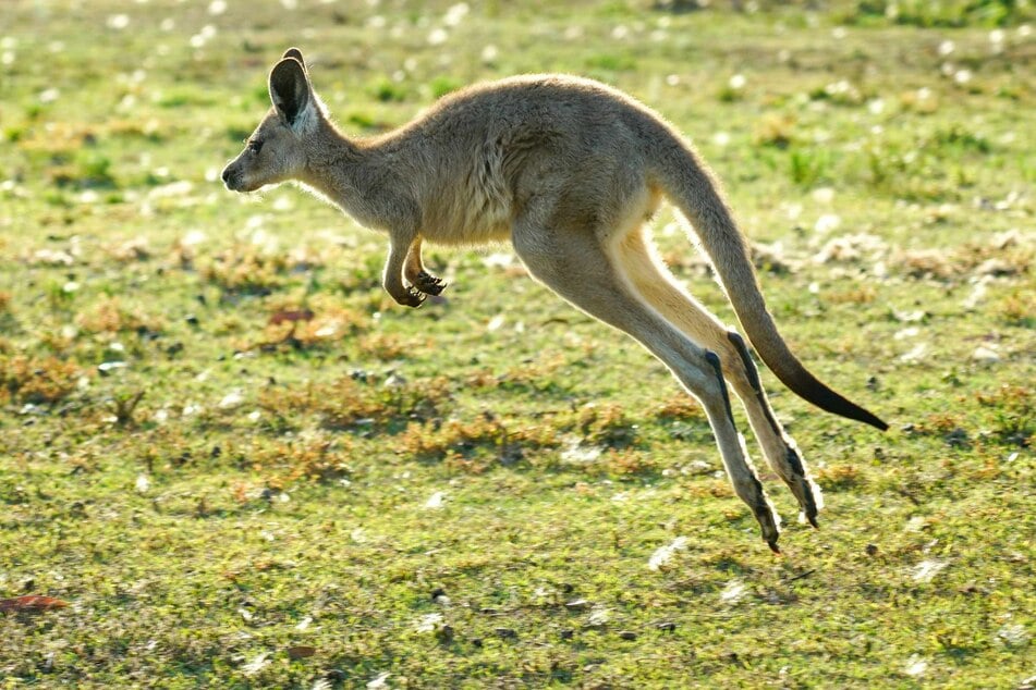 Scientists stalking a small marsupial through a remote Australian rainforest say they may have found a clue to the mystery of why its bigger kangaroo cousins hop instead of walk.