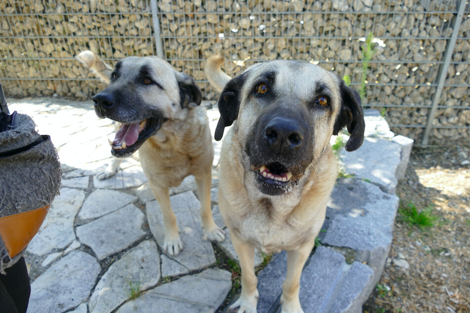 Kangals Tosen und Jade.