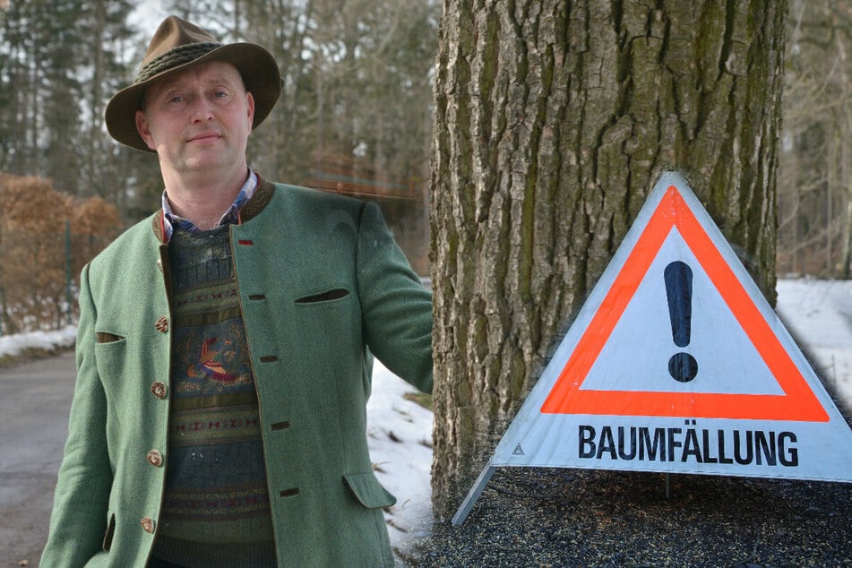CDU-Politiker fürchtet mehr Bürokratie: Baumschutz in Sachsen wird strenger