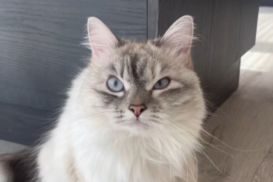 Freya the cat has vengeance in her eyes.