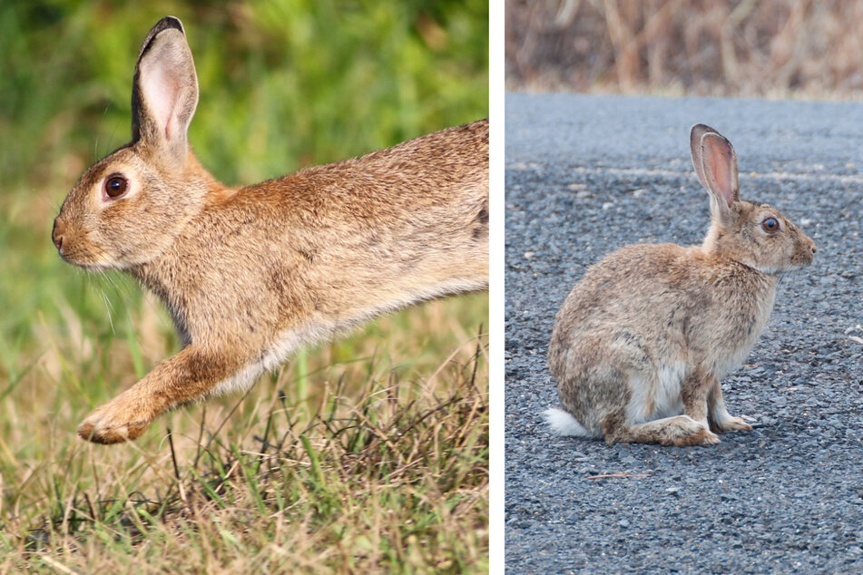 Kaninchen-Invasion in Australien: 24 Tiere waren der Beginn einer biblischen Plage