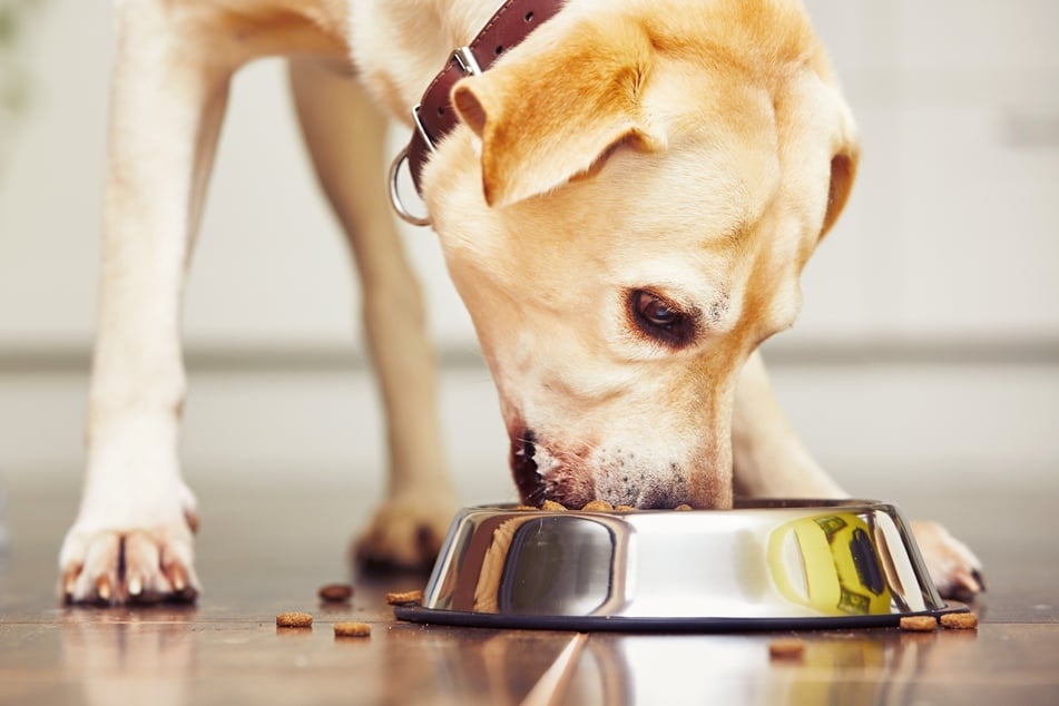 Dein Hund erbricht gelb? Dann kann das am Fressverhalten liegen.