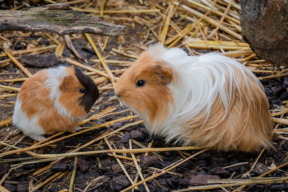 Alter und Charakter sollten bei der Vergesellschaftung von Meerschweinchen berücksichtigt werden.