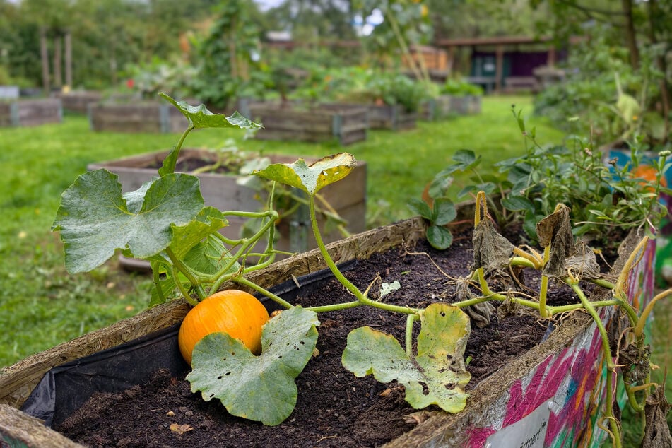 In diesem Garten in der Reinhardtstraße lernen Kinder unter anderem, wie man Hokkaidokürbis anbaut.