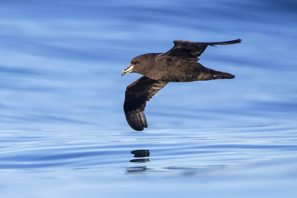 The Westland petrel is an endangered seabird species native to New Zealand.