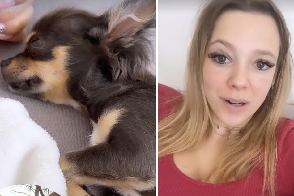 Anne Wünsche: Anne Wünsche hat neuen Chihuahua und direkt ein Problem