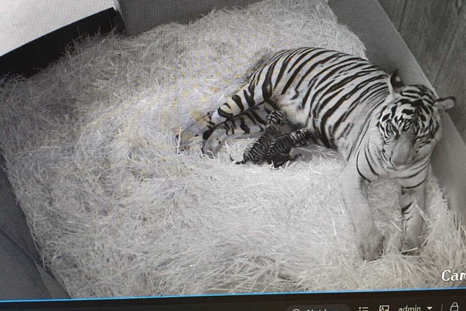 Ein erstes Bild der Überwachungsaufnahmen zeigt Sumatra-Tigerin "Cinta" mit ihrem Nachwuchs.