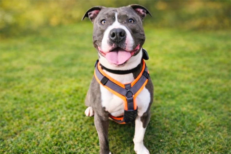 W stosunku do ludzi King (5) jest całkiem przyjazny, ale nie zawsze potrafi kontrolować swoich impulsów.