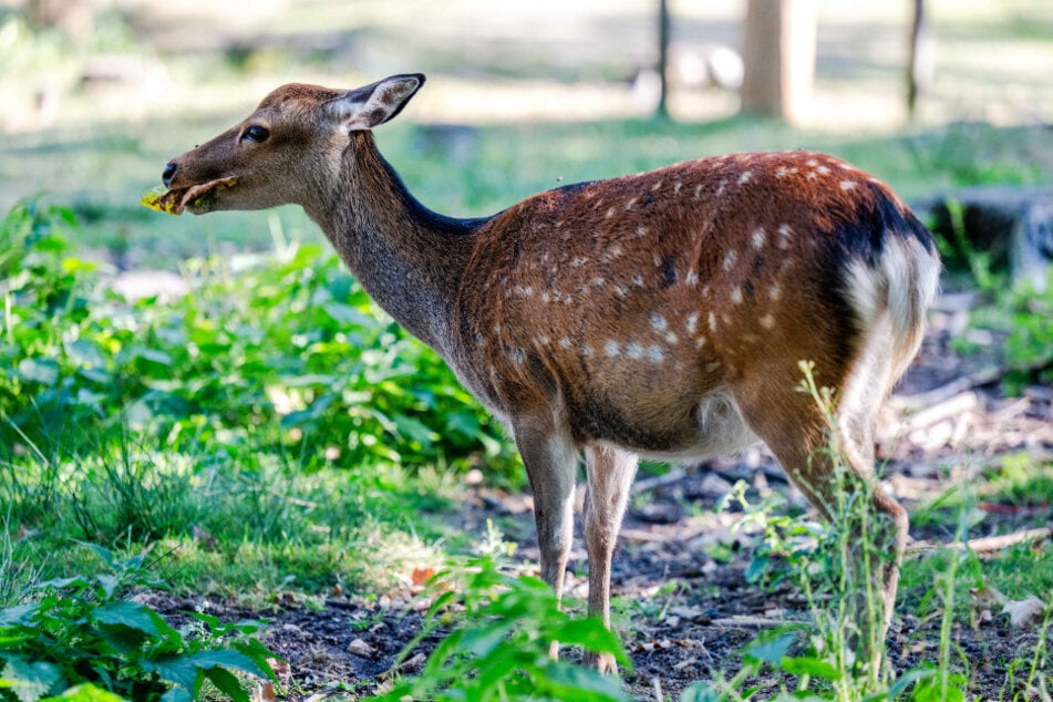 Auch der Wildpark ist im Sonnenlandpark geöffnet.