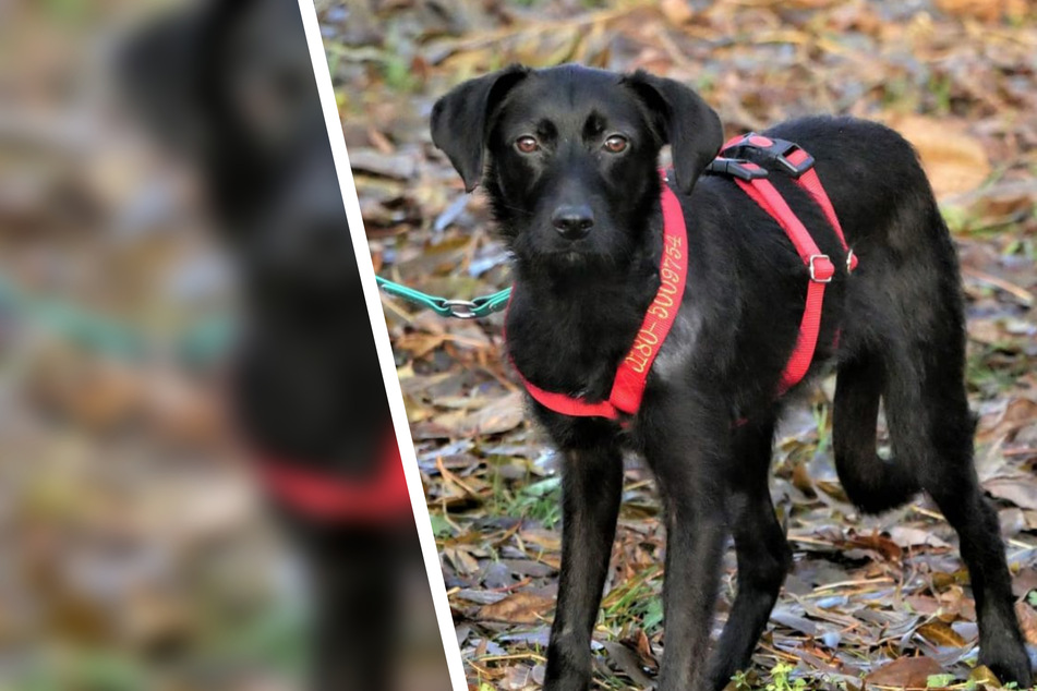 Hund kam mit tiefer Schnittverletzung ins Tierheim: Kann Nick bald in ein neues Leben starten?