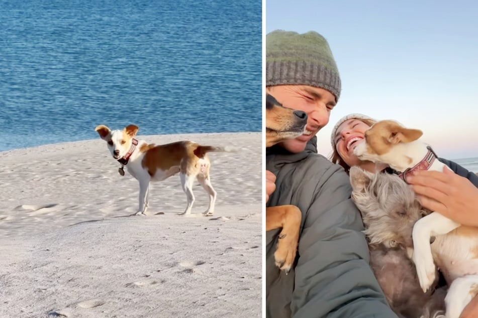 Das Paar entschloss sich, Hündin Pemmy zu adoptieren und ihr ein Leben ohne Welpen zu ermöglichen.