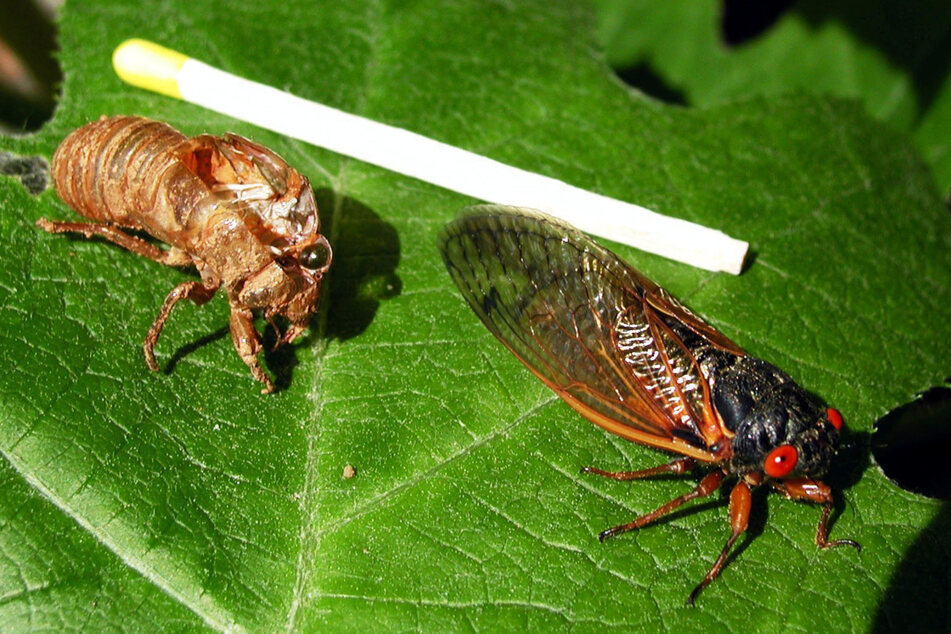 Zikaden auf einem Blatt: Die enorme Hitze macht den kleinen Insekten schwer zu schaffen.