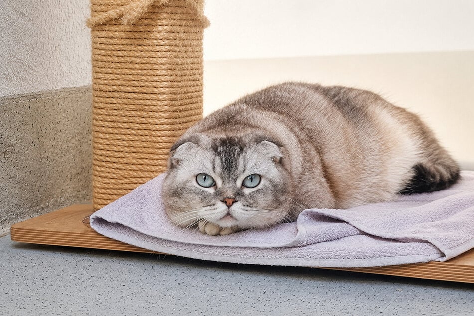 Katze Inci braucht etwas Zeit, um sich an eine neue Umgebung zu gewöhnen.