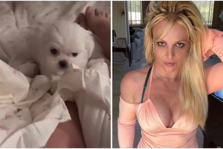 Britney Spears revealed her new dog, Snow, via Instagram on Wednesday.