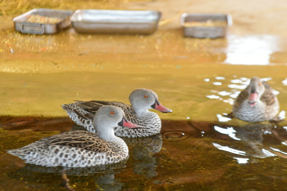Die Enten dürfen derzeit nur im alten Flamingo-Haus planschen.