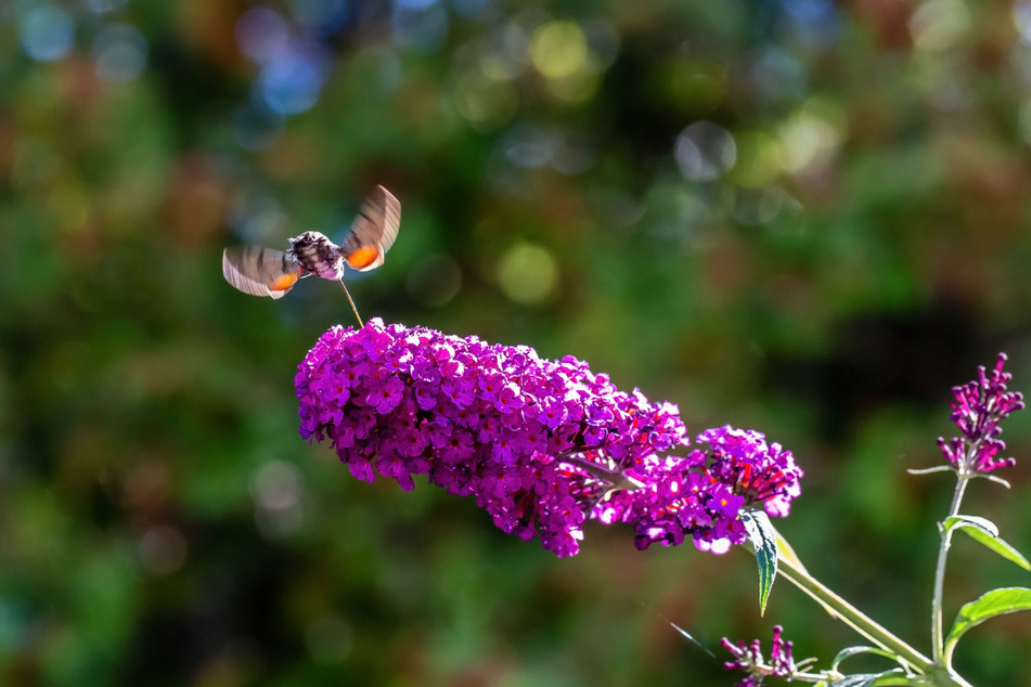 The Bee Hummingbird is the smallest bird, and somewhat like an insect.