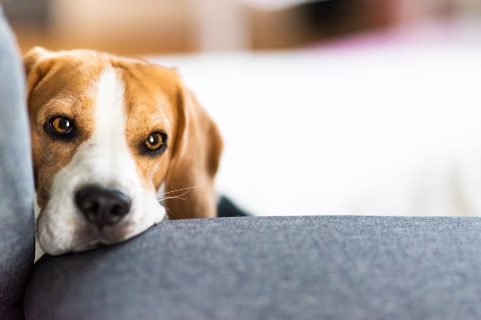 Hunde spüren Stimmungen und Emotionen.