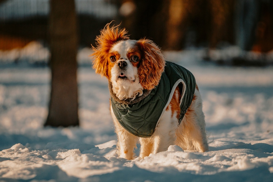 There are few dogs cuter than the Cavalier King Charles Spaniel.