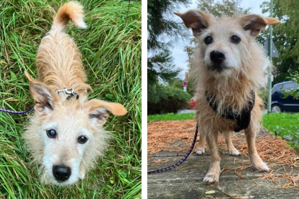 Die Hundedame aus dem Tierheim in Offenbach sucht ein liebevolles Für-immer-Zuhause.