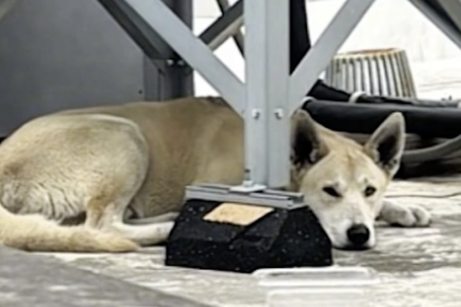 Nach dieser turbulenten Nacht musste sich der Vierbeiner erst einmal ausruhen.