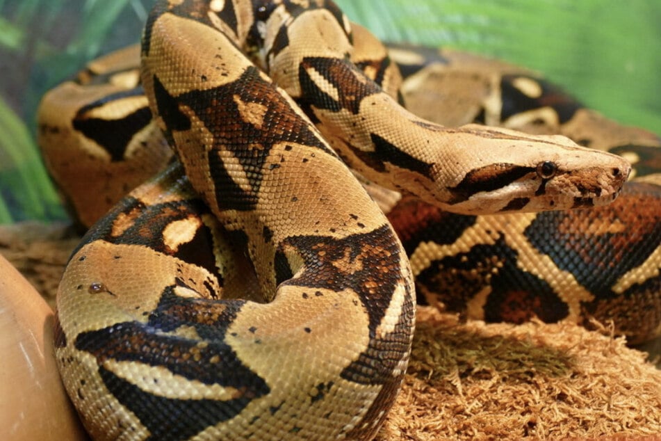 Auch eine Boa Constrictor Imperator steht zur Vermittlung bereit.