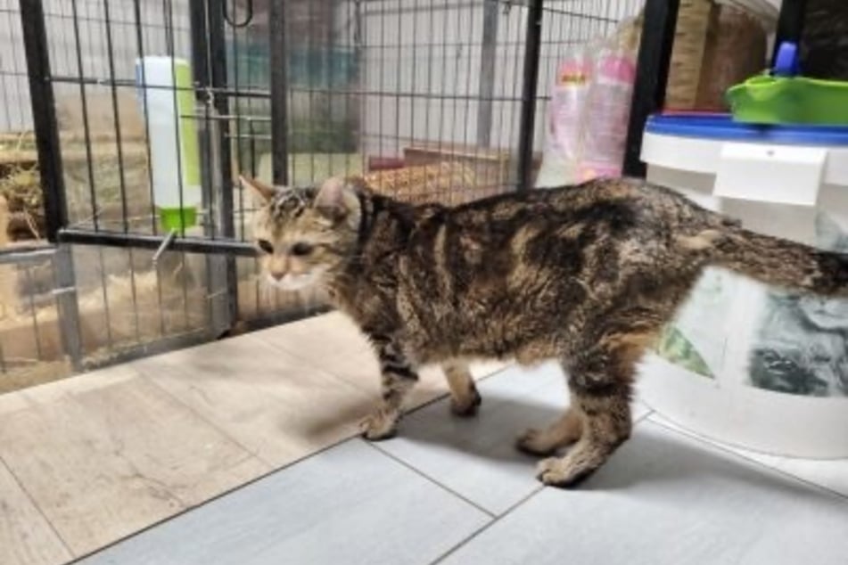 A pesar de su edad, Purzel sigue siendo muy curioso.