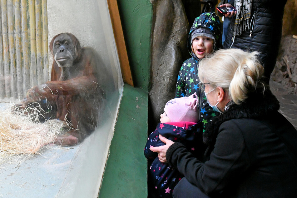 Besucher im Orang-Utan-Haus des Dresdner Zoos. Am Wochenende kann man vor Ort einen Corona-Schnelltest machen, um bei einem negativen Ergebnis den Zoo besuchen zu dürfen.