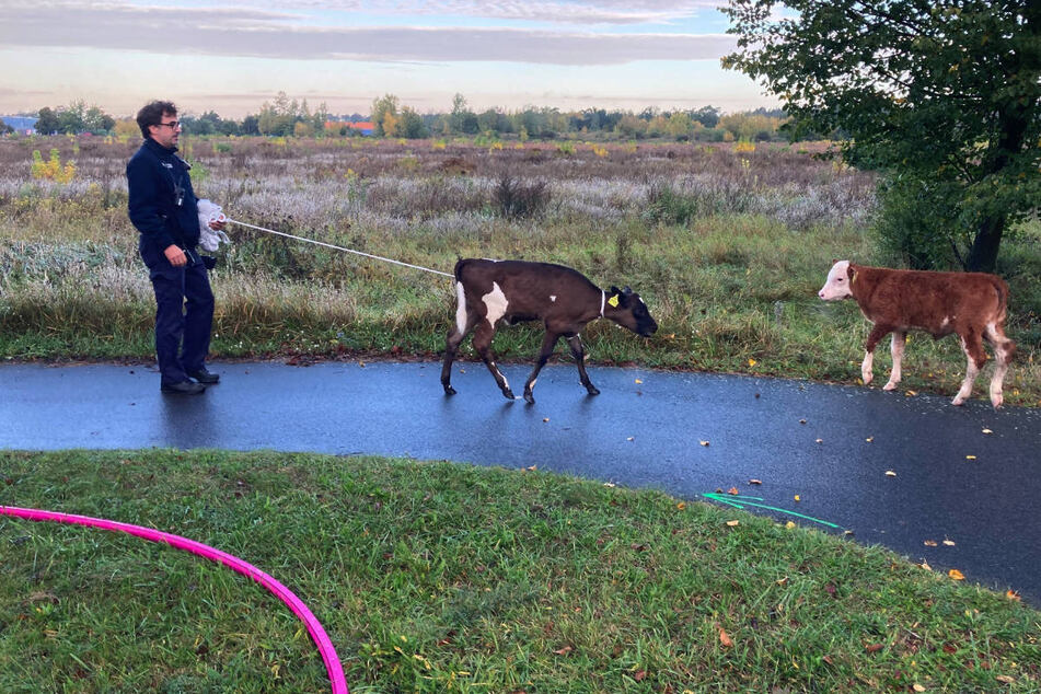 Kälber auf der Flucht: Tierischer Einsatz für die Polizei