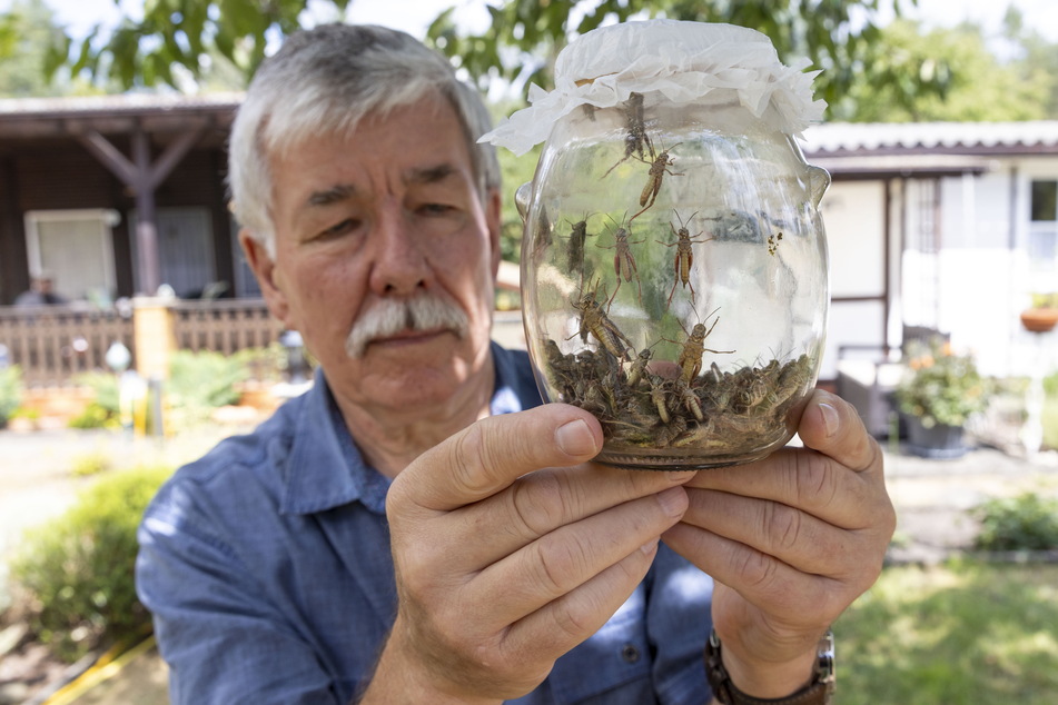 Auch Spezialisten können nicht letztgültig erklären, wieso die Heuschrecken das "Waldidyll" heimgesucht haben. Mittlerweile ist Vereinsvorstand Organistka einer der Letzten, die den Sommer im Garten verbringen.