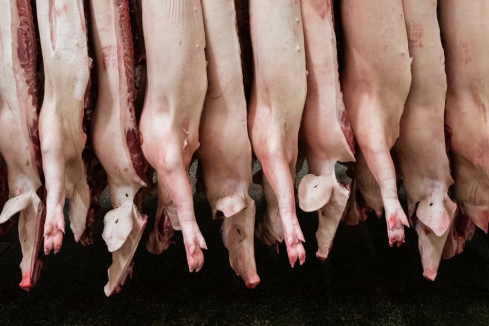 Halbierte Schweine hängen in einem Schlachthof. In Neuruppin sollen Mitarbeiter eines Schlachthofs Schweine unsachgemäß betäubt und brutal misshandelt haben. (Symbolfoto)