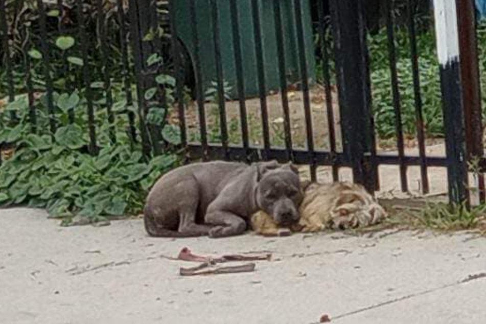 Zusammengekauert saßen die Hunde vor einem Tor.