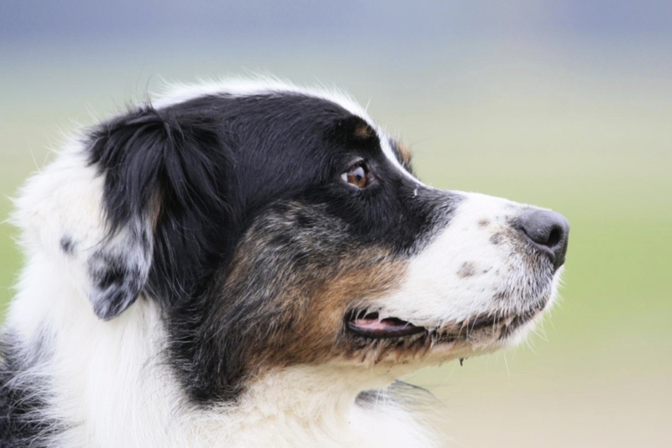 Seit sechs Jahren lebt der intelligente Hund schon im Tierschutzligadorf in Neuhausen/Spree.