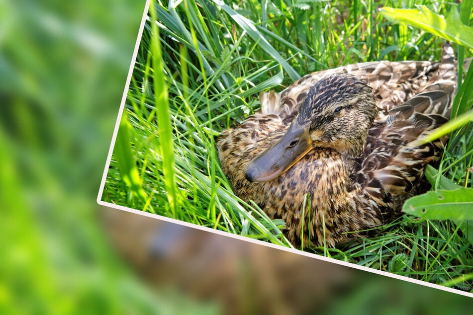 Tierquäler unterwegs: Vergiftete Ente trauert um ihren Erpel!