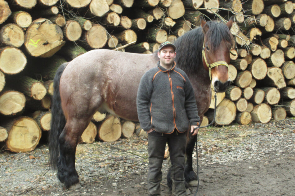 Mit dem Rheinisch-Deutschen Kaltblut holt Dietmar Dietze Bäume aus dem Wald, bietet aber auch Kremserfahrten und den Trauerzug an.