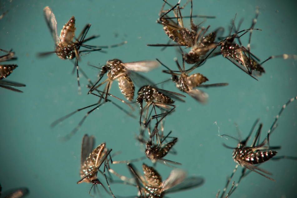 Gelbfiebermücken ("Aedes aegypti") liegen in einer Petrischale. Die Moskitos können unter anderem das Zika-Virus übertragen.