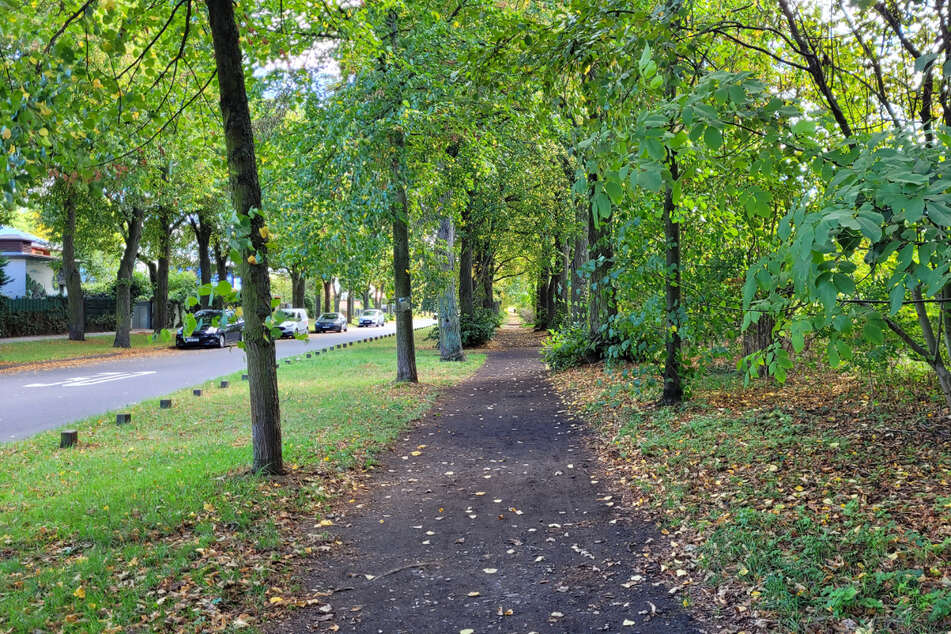 Diese Lindenallee prägt die Naunhofer Straße in Stötteritz im hinteren Teil. Für die Zufahrt zum geplanten Umspannwerk müssten an der Ecke zum Paulinerweg acht Bäume weichen. Darüber ärgern sich die Anwohner.