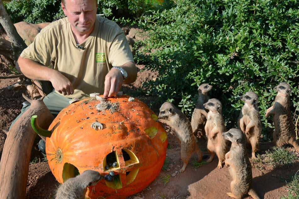 Hat auch schon Halloween mit Erdmännchen gefeiert: Tierpfleger Jörg Gräser, hier auf einer Aufnahme aus dem Jahr 2014. (Archivbild)