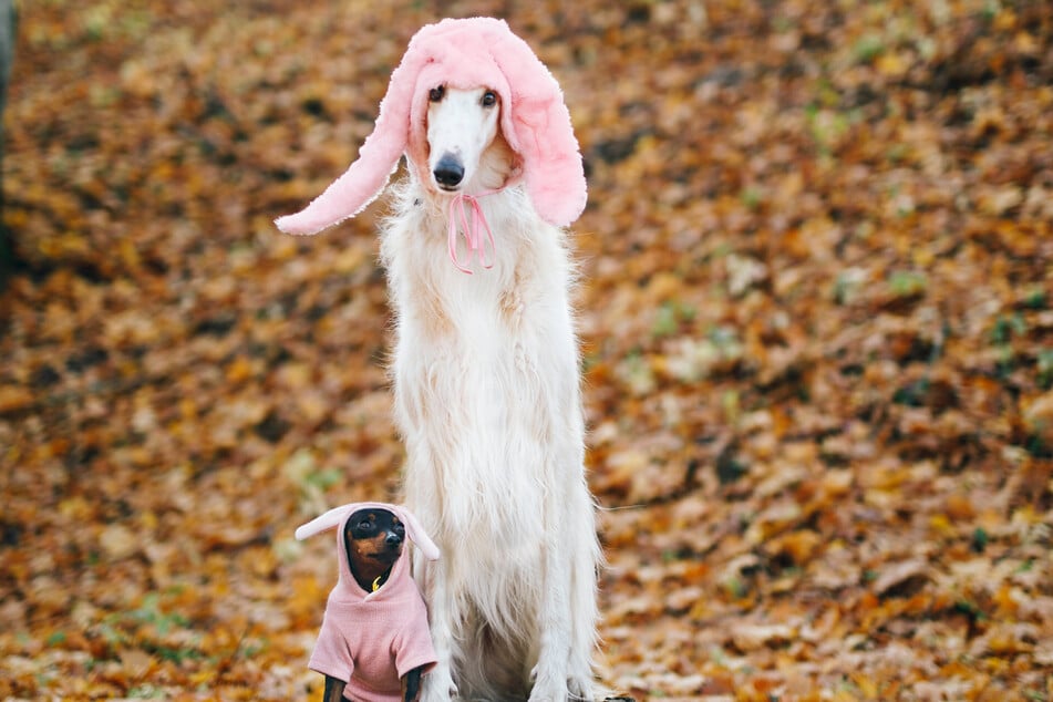 Russian wolfhounds are quite protective and smart, making them excellent hunting dogs.