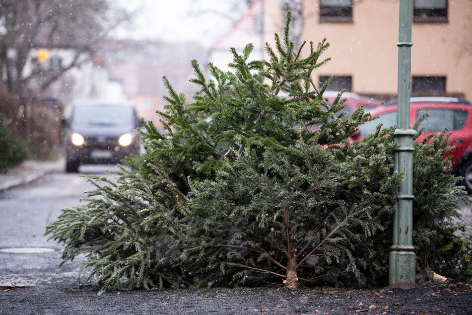 Leipzig: Die Feiertage sind vorbei: Wohin jetzt mit dem Weihnachtsbaum?
