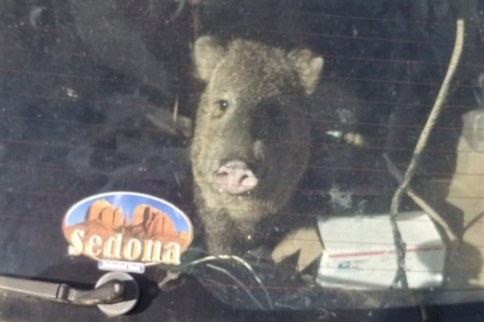This little javelina broke into the Subaru for some Cheetos.