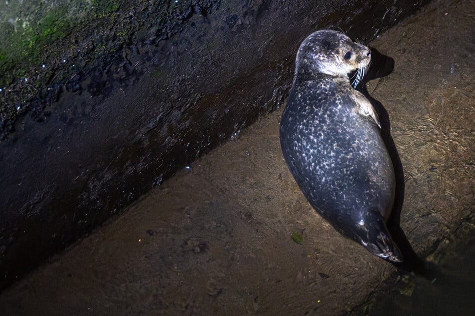Hat sich die Robbe verirrt? Feuerwehr rettet das Tier aus Wasserrad