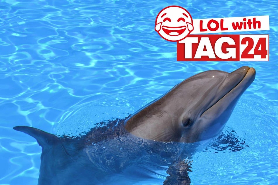 Joke of the Day for August 26, 2025: A swimming silly!