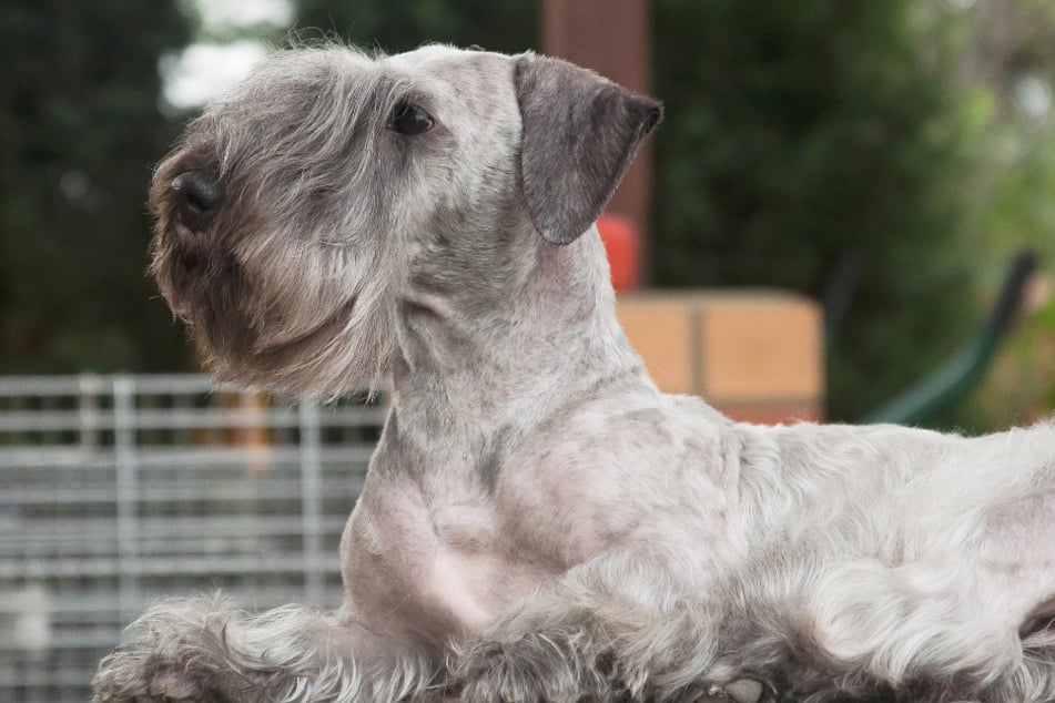 Tschechische Terrier passen zu Anfängern und Familien.