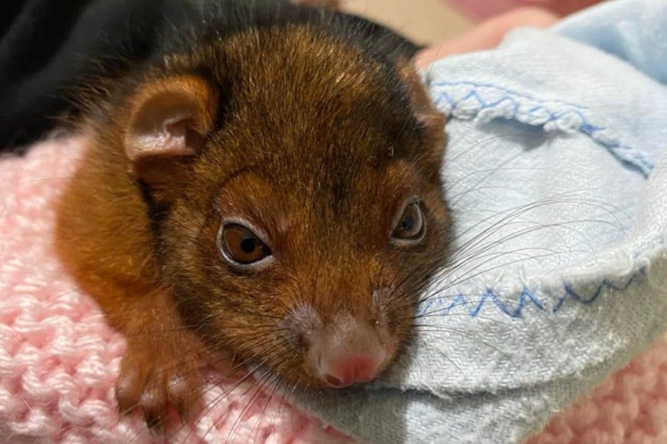 Heute sieht das Possum schon ganz anders aus, befindet sich auf dem Weg der Besserung.