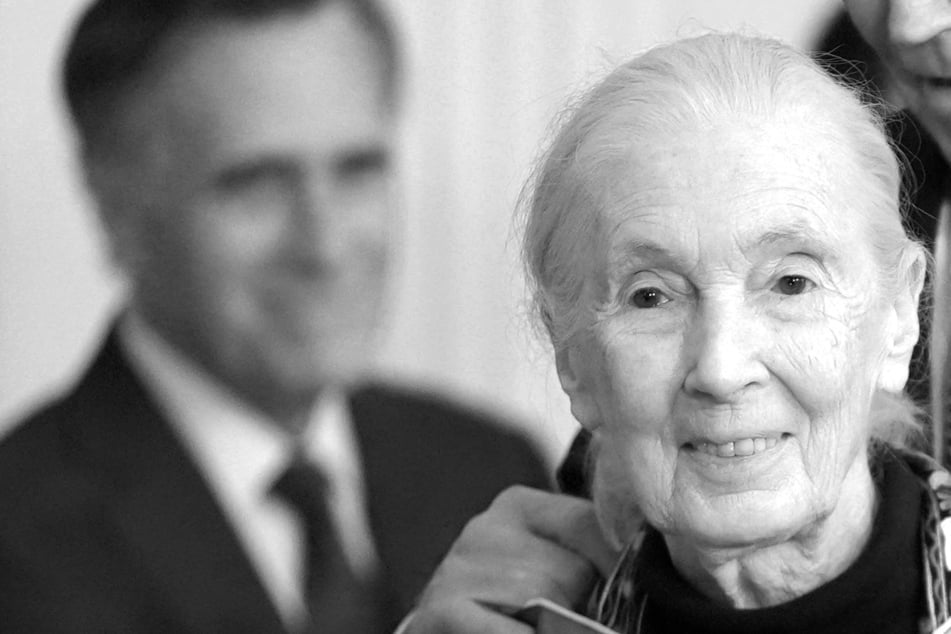Jane Goodall ist tot: Weltberühmte Schimpansen-Forscherin wurde 91 Jahre alt