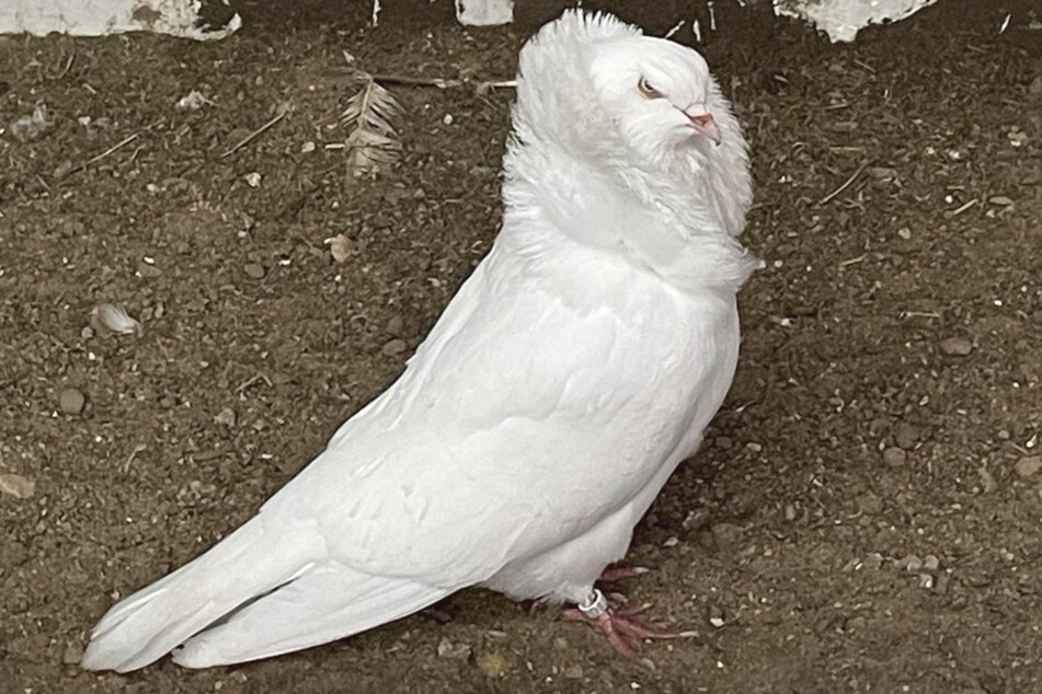 Ein halbes Dutzend seltene Vögel geklaut: Polizei sucht Zeugen