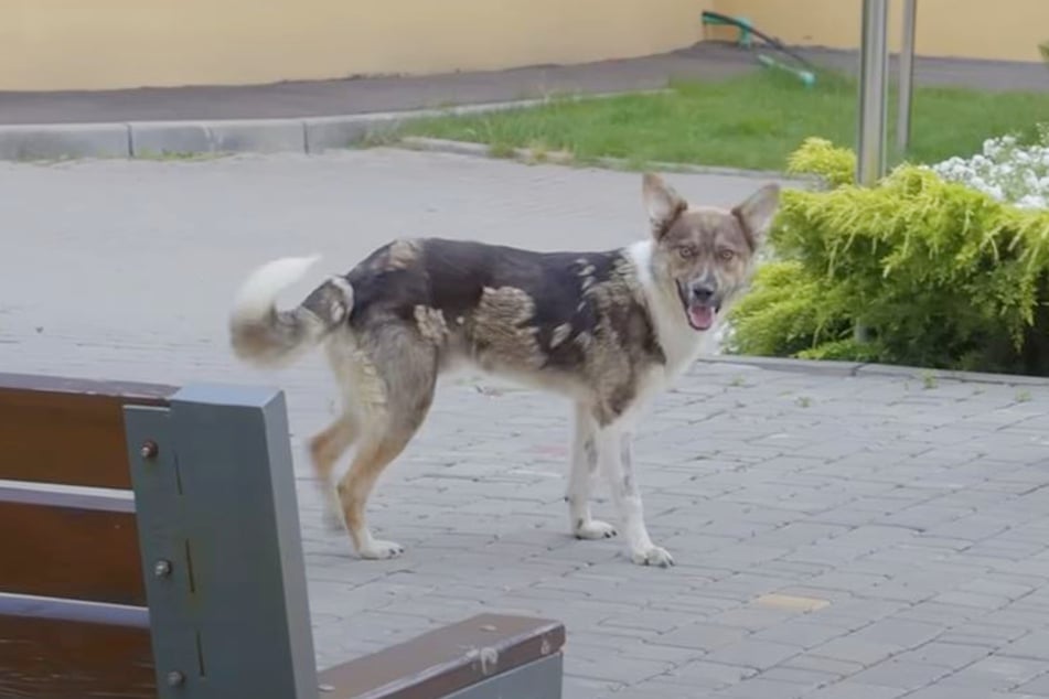 Rüde Jack war in Odessa tagelang auf sich allein gestellt.