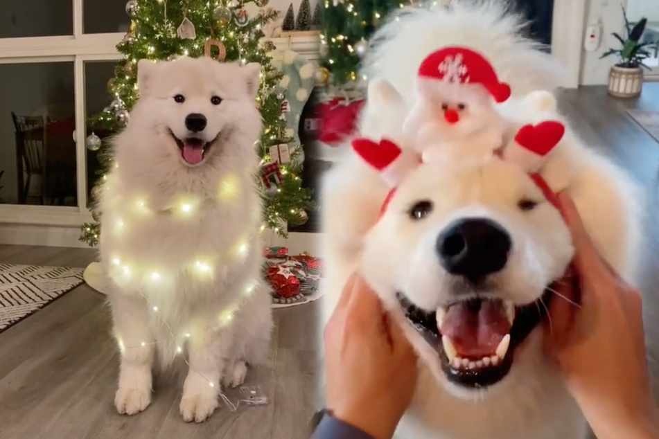 Ob als tierischer Tannenbaum oder mit dem Weihnachtsmann auf dem Kopf: Boomer scheint sehr gerne vor der Kamera zu stehen!