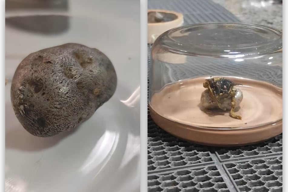De la roca plateada surgieron de repente unos tentáculos.